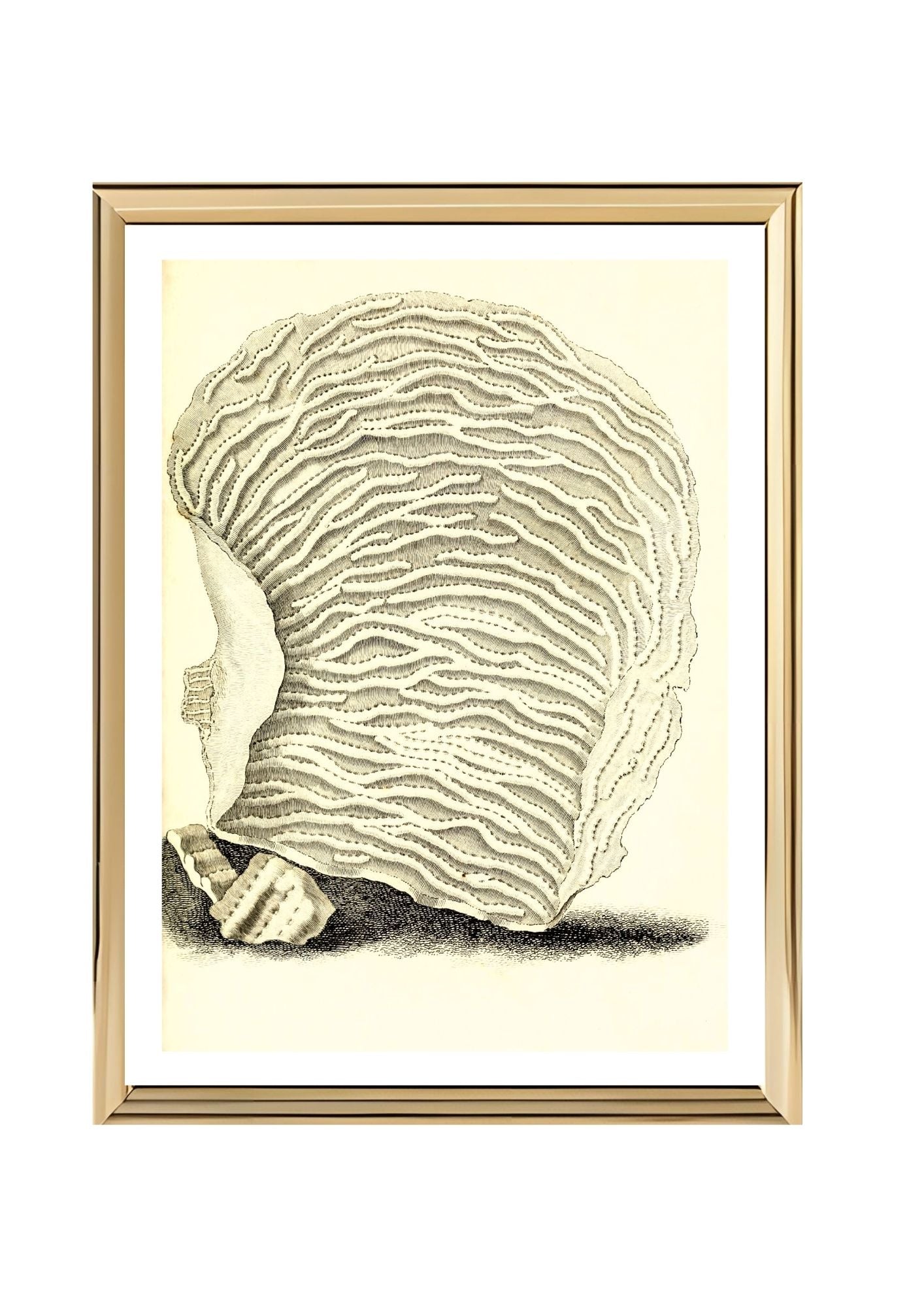 Agaricia undata