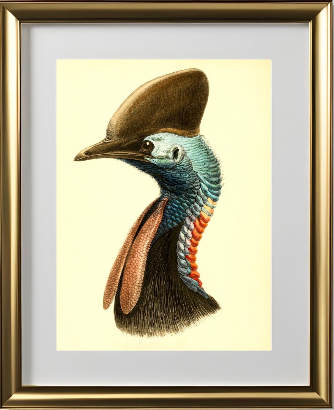 Casuarius Casuarius Australis