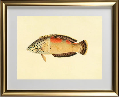 Labrus Aureo-Maculatus