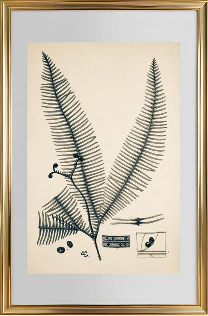 Gleichinia Immersa