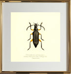 Plectogaster Pectinicornis