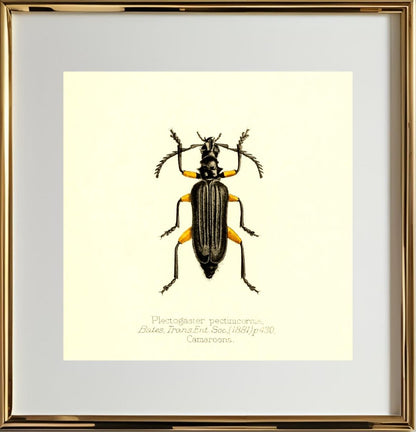 Plectogaster Pectinicornis