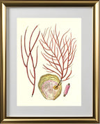 Gorgonia ceratophyta