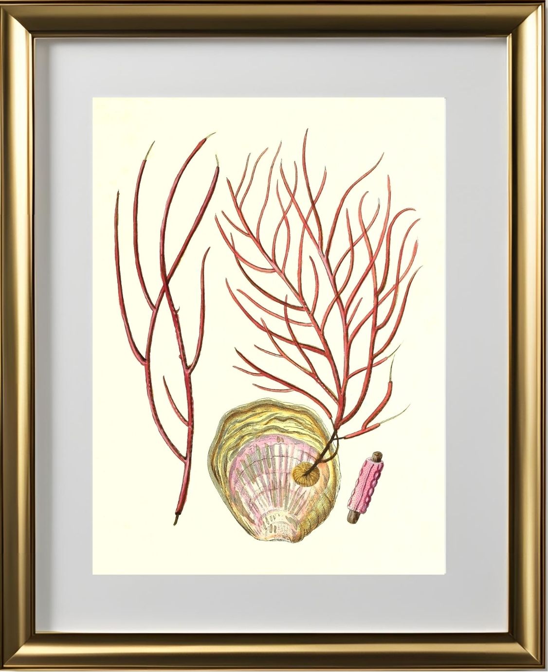 Gorgonia ceratophyta