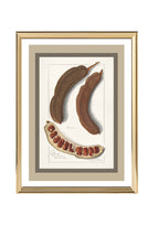 Indian Tamarind