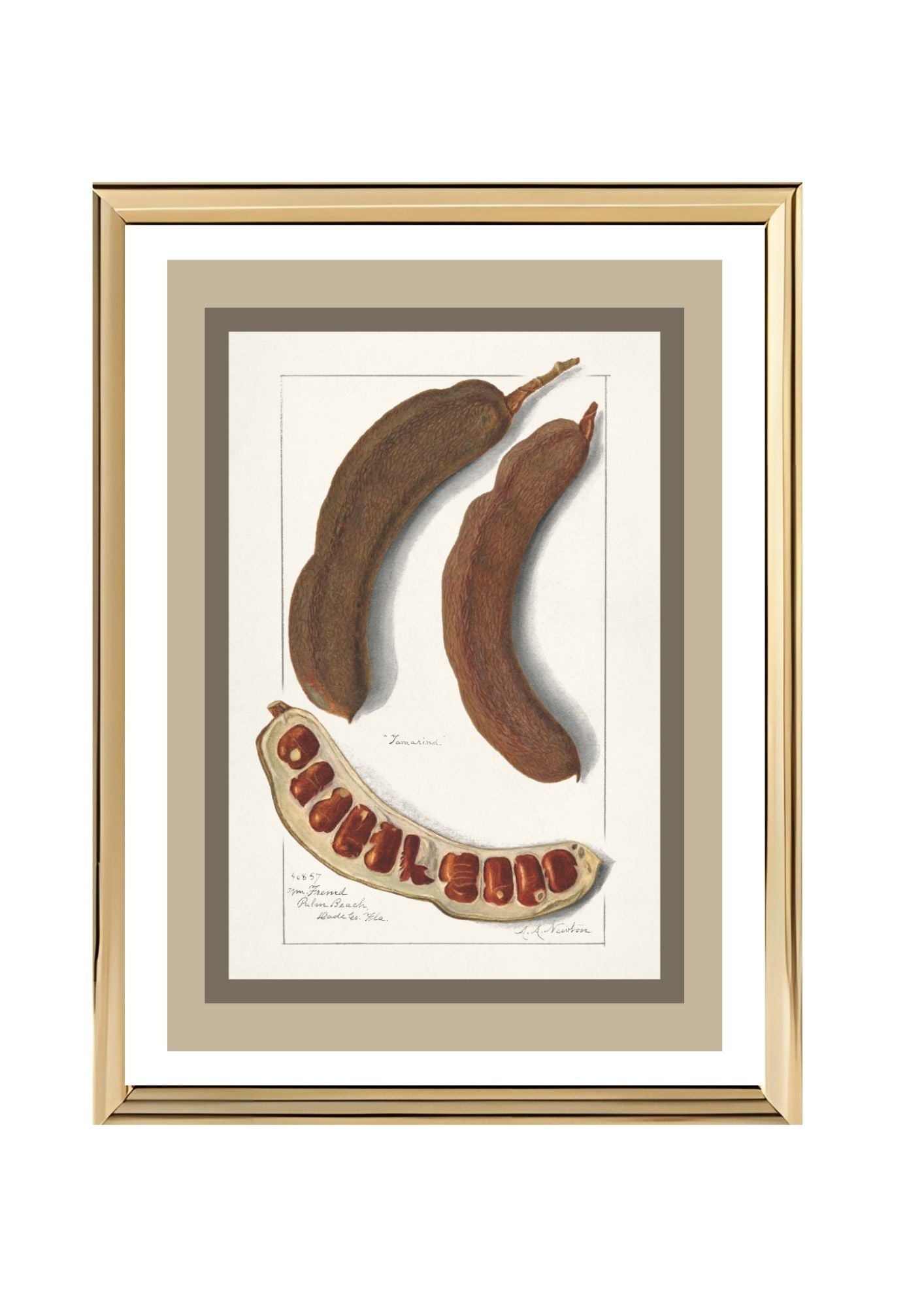 Indian Tamarind