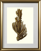Spongia ftupola
