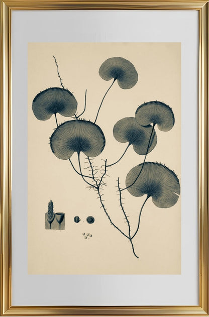 Trichomanes Reniforme