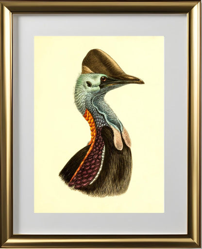 Casuarius Casuarius Violicollis