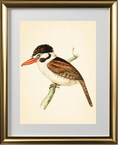 White-ear'd Puff-bird