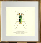 Tetracha Australis