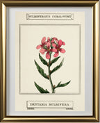Bulbiferous Coral-Wort