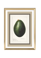 Avocado Persea