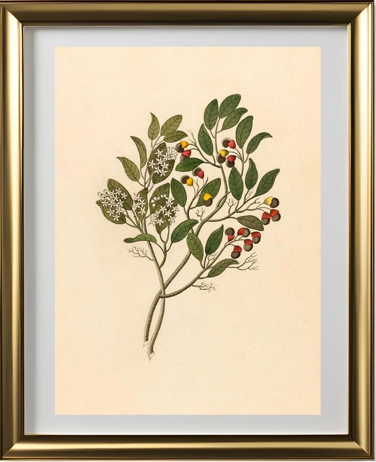 Celastrus (Apodytes Dimidiata)