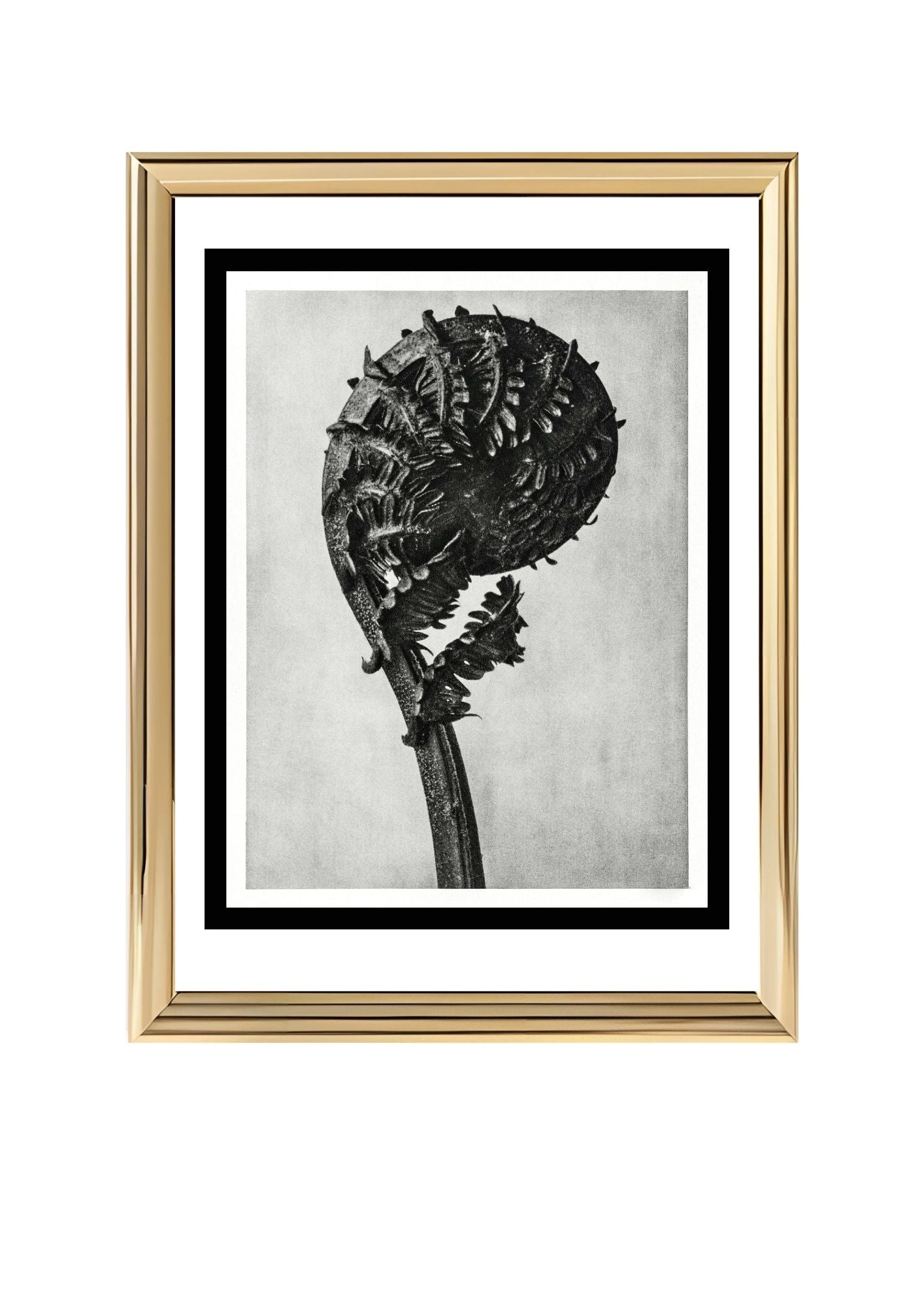 Struthiopteris Germanica (German Ostrich Fern Frond)