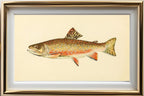 The Brook Trout (Adult Male) Salvelinus-Fontinalis (breeding season coloration)