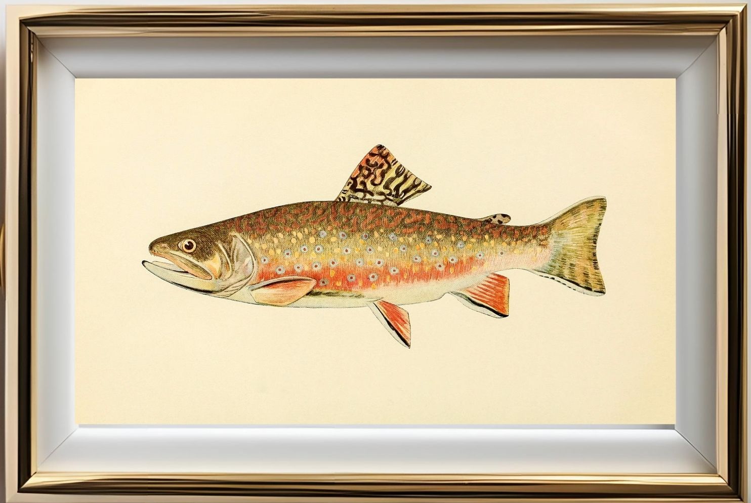The Brook Trout (Adult Male) Salvelinus-Fontinalis (breeding season coloration)