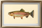The Golden Trout (Adult Male) Salmo-Gilberti