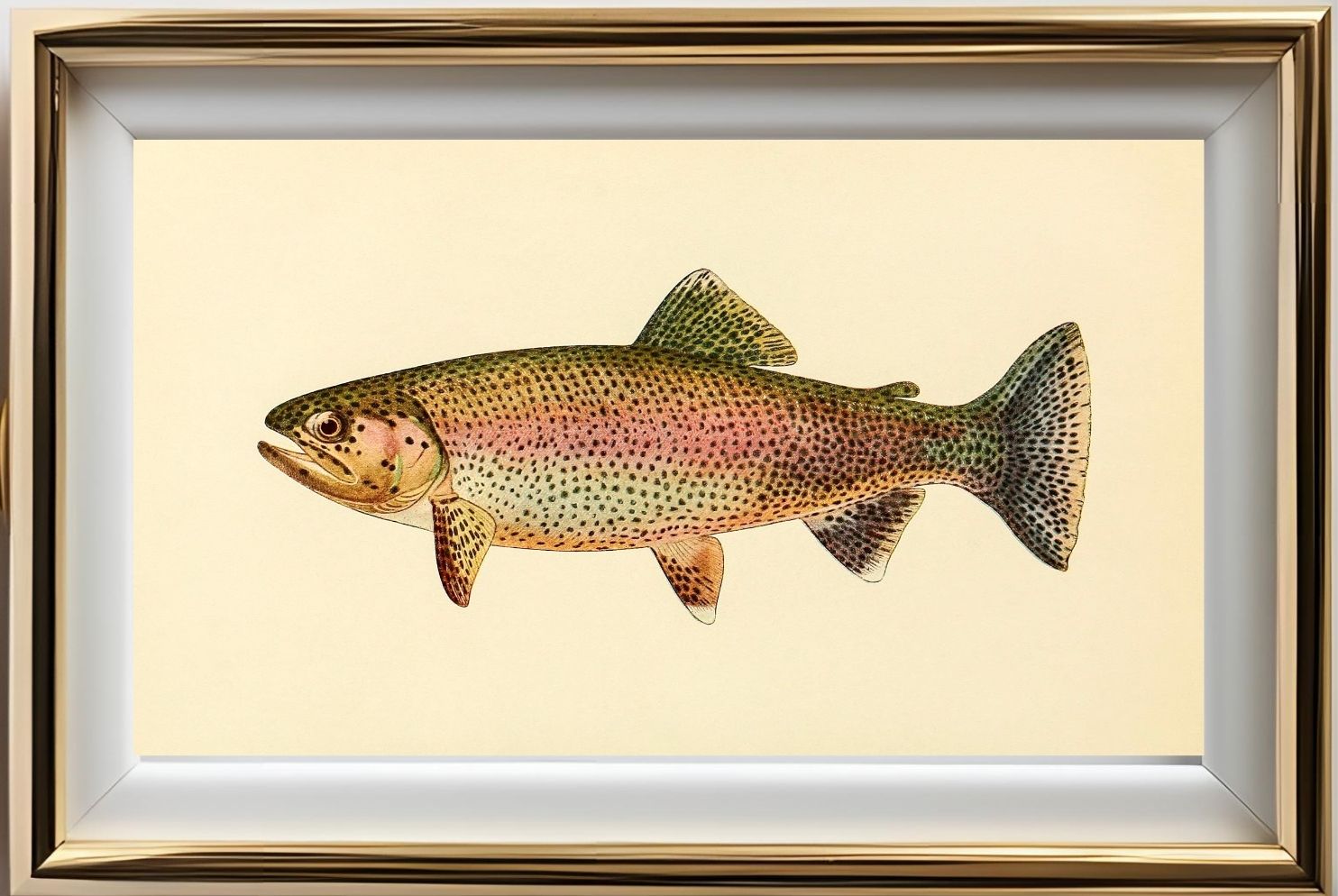 The Golden Trout (Adult Male) Salmo-Gilberti