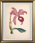 Cattleya Lawrenceana