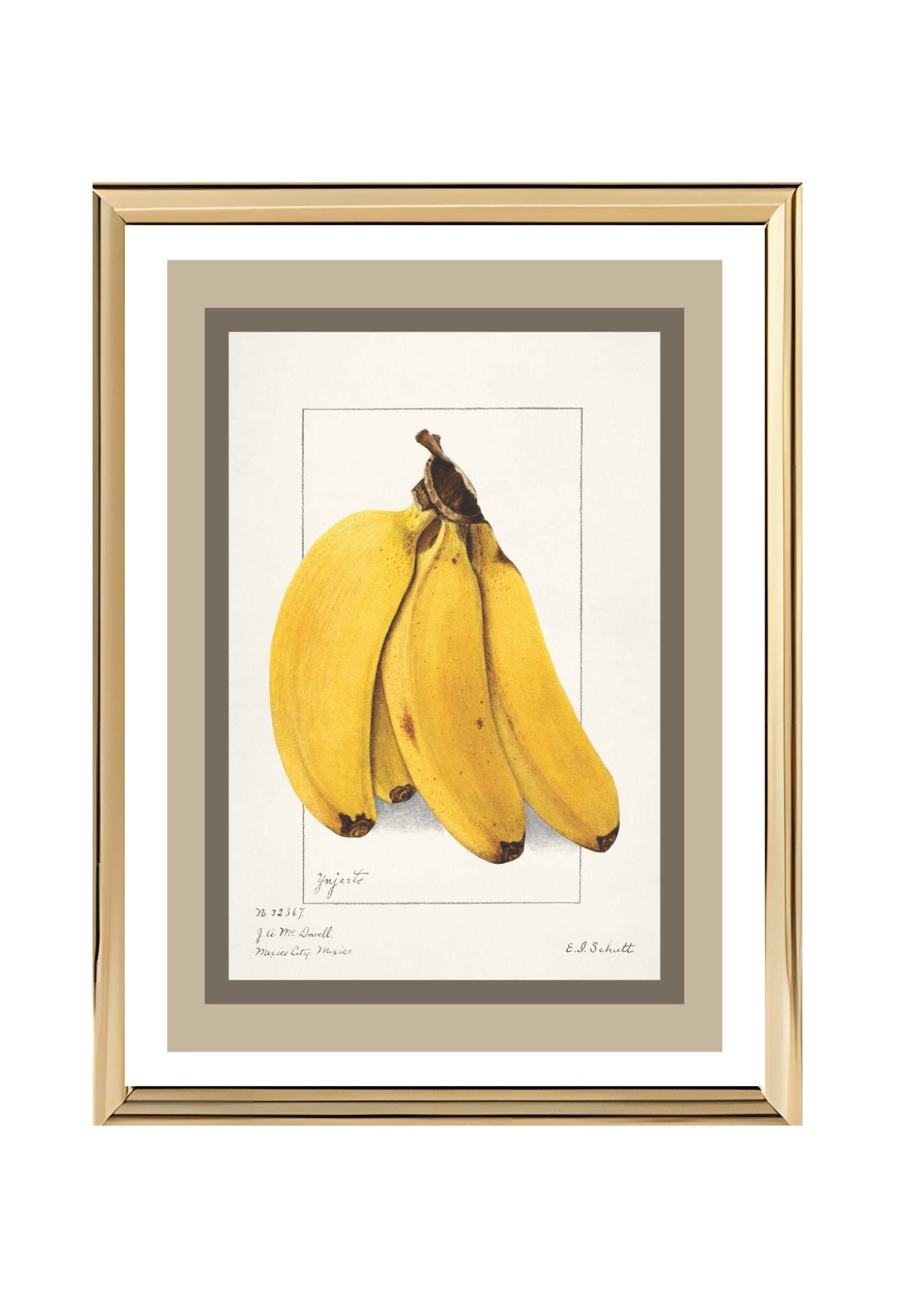 Bananas Musa