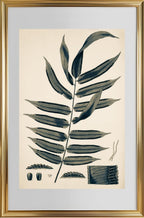 Angiopteris Erecta