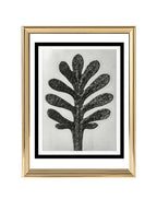 Achillea Umbellata (Yarrow Leaf)