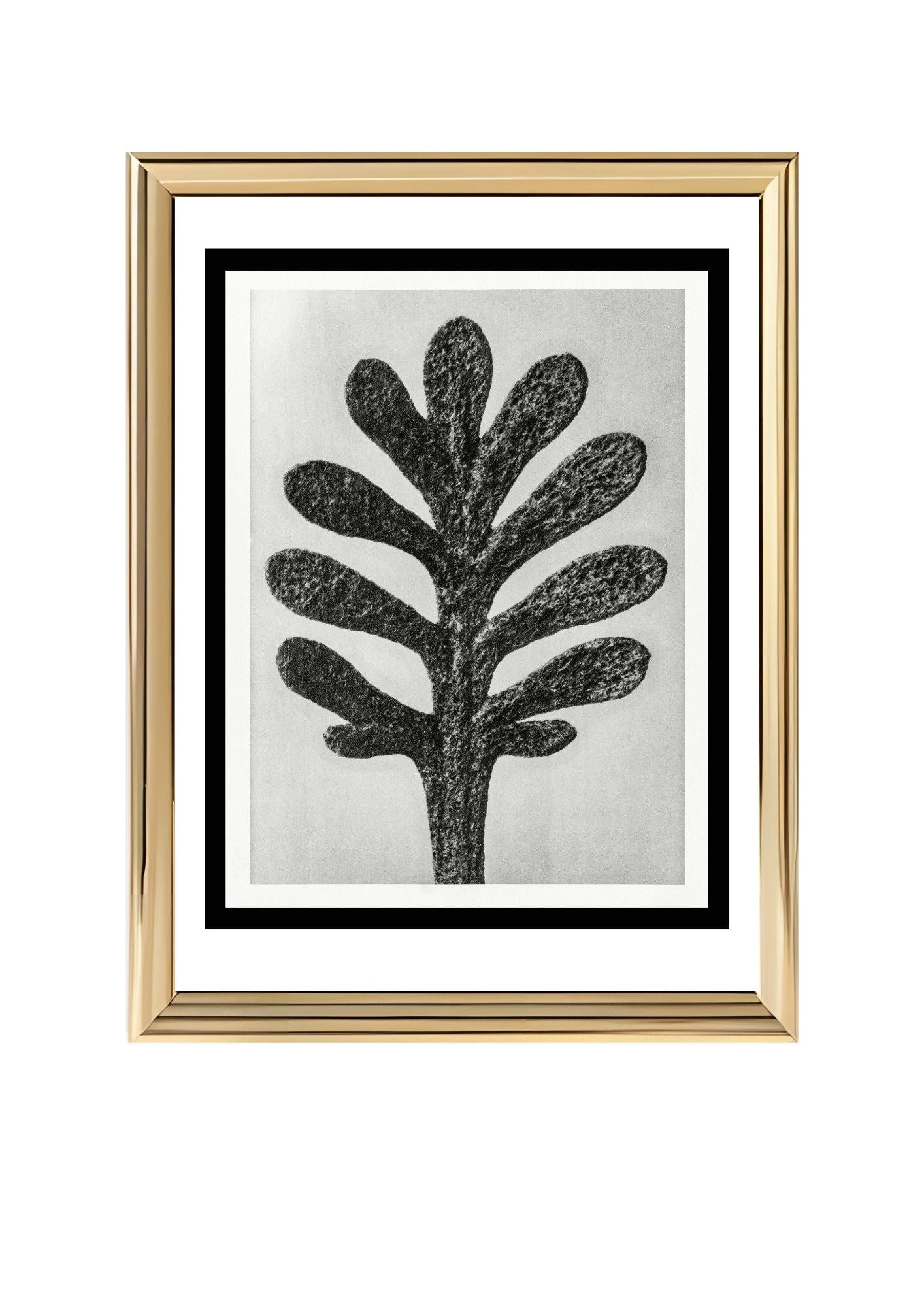 Achillea Umbellata (Yarrow Leaf)