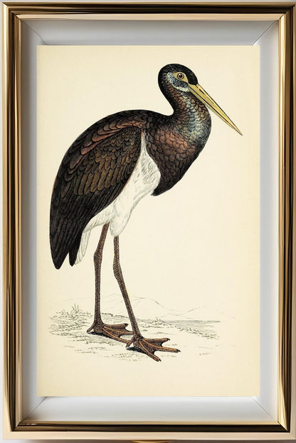 Black Stork