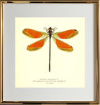 Euthore Mirabilis (male)