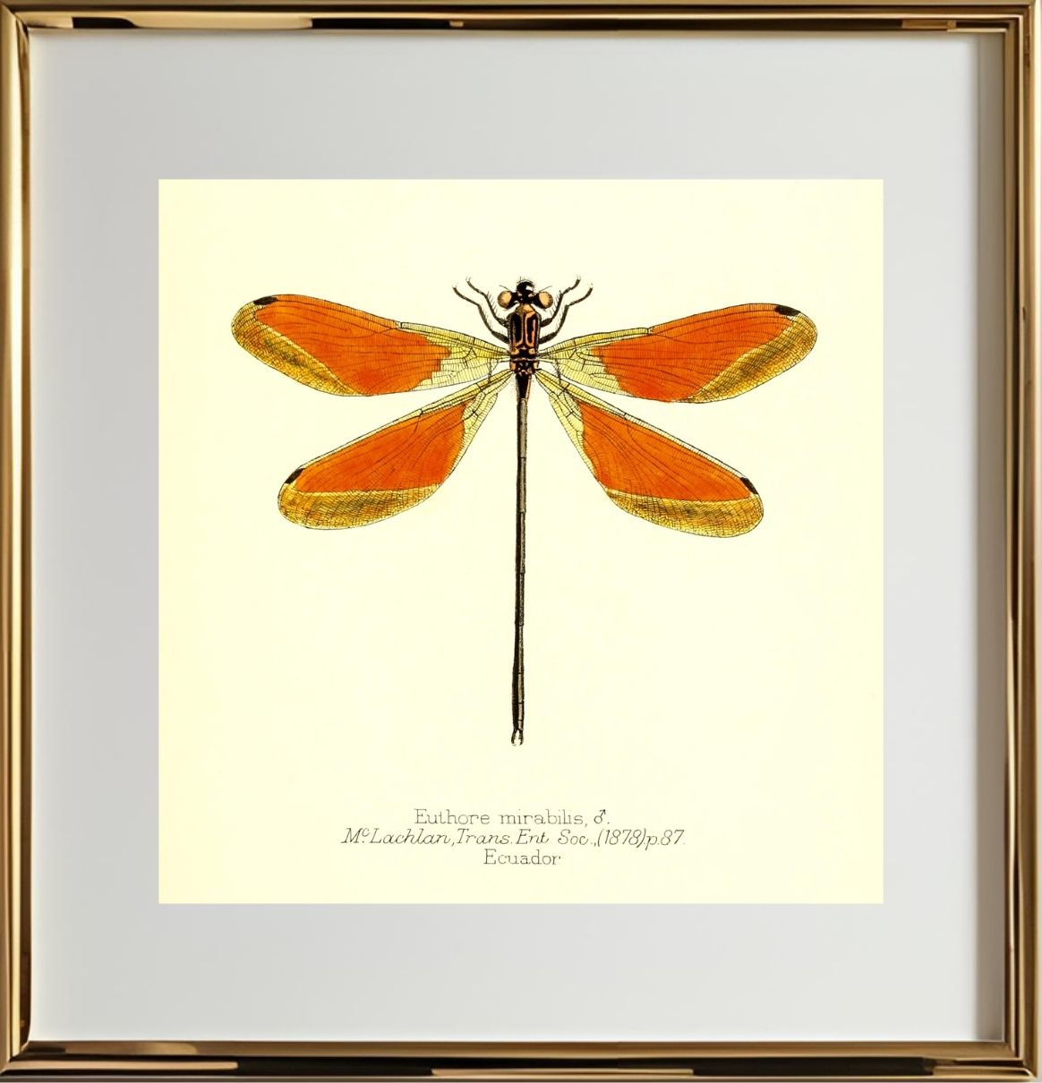 Euthore Mirabilis (male)