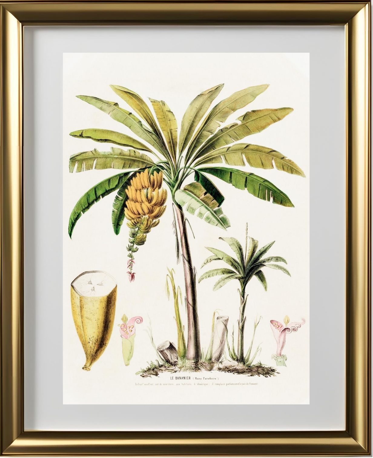 Le Bananier (Musa Paradisica)