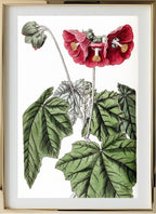 Umbel-flowered Mallow