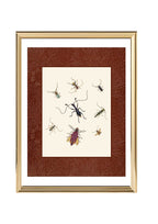 Insects 1