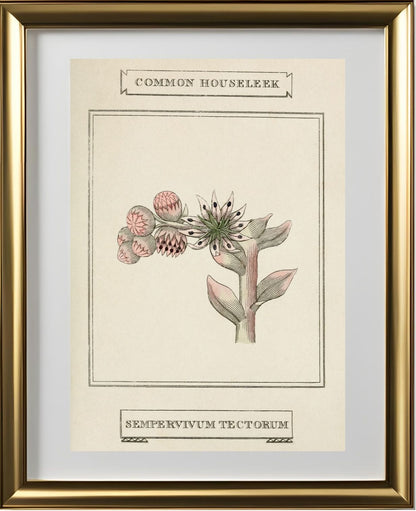 Common Houseleek