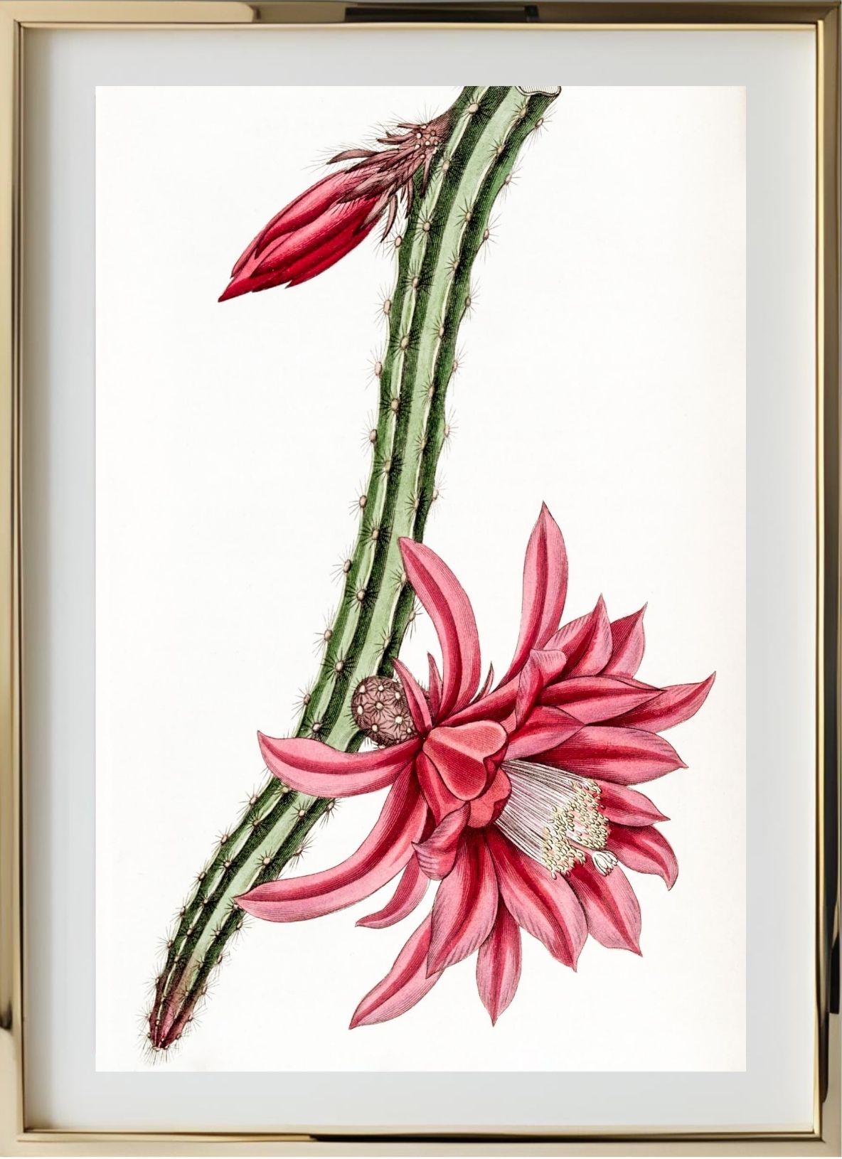 Crimson Creeping Cereus