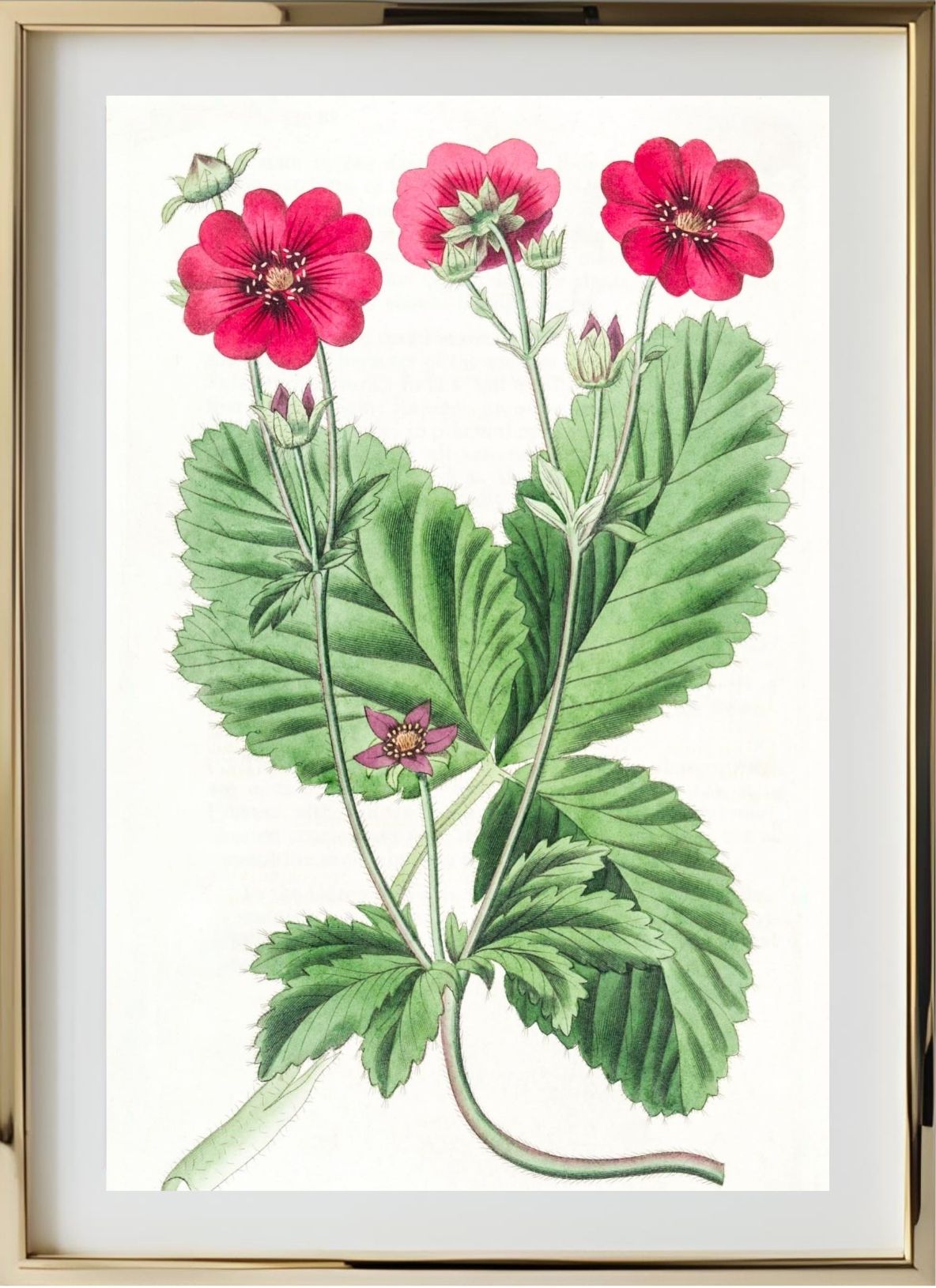 Russell's Potentilla