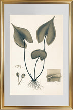 Lindsaea Sagittata