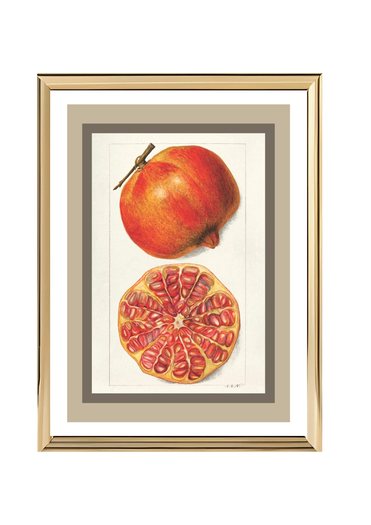 Pomegranates Punica Granatum