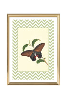 Papilio Laomedon