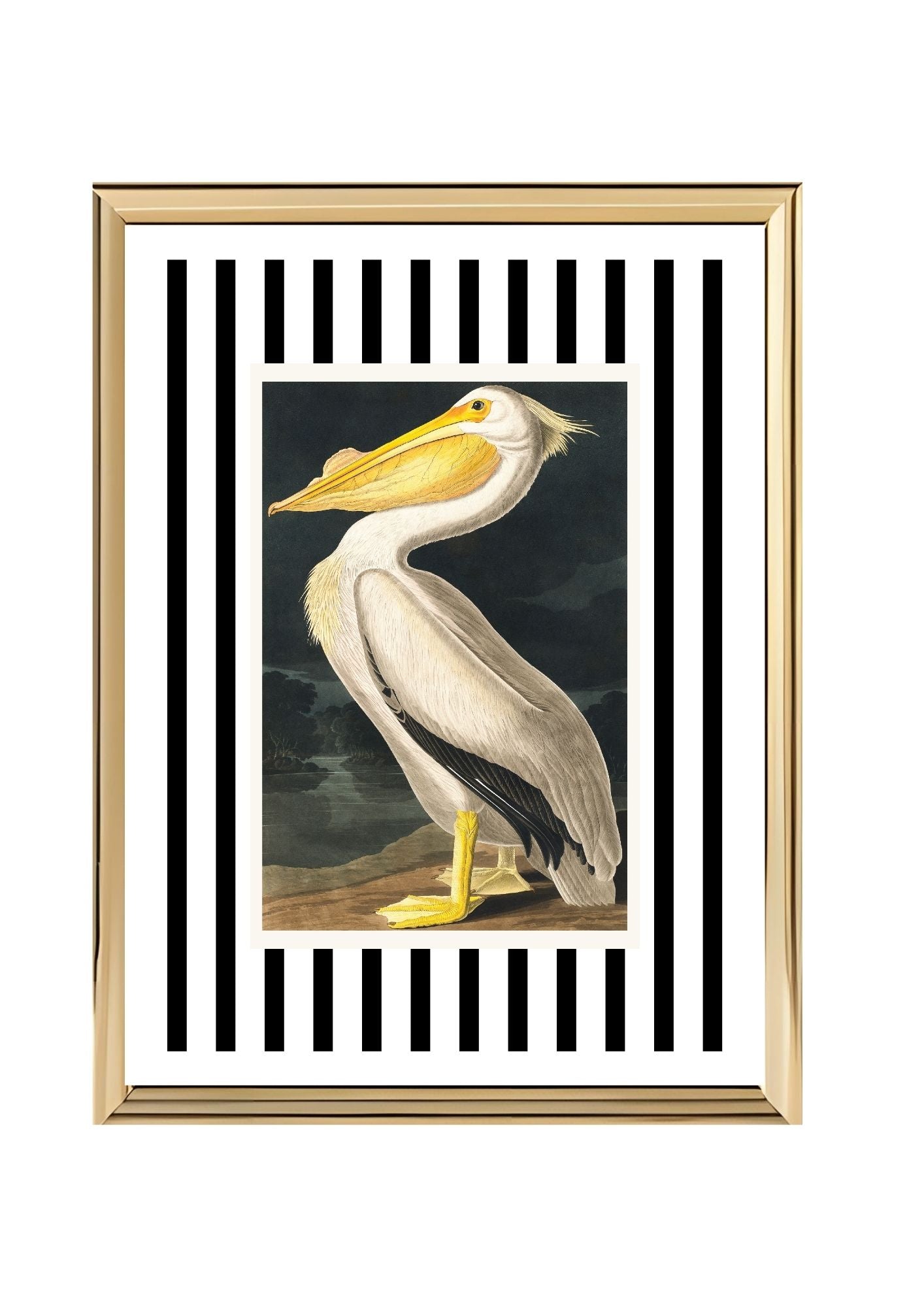 American White Pelican