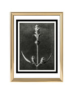 Salvia