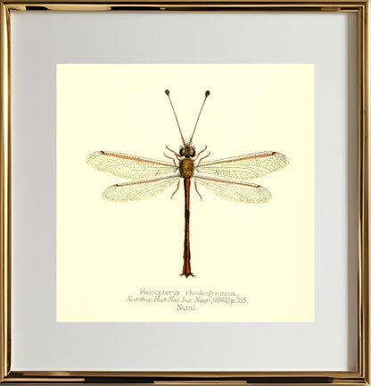 Helcopteryx Rhodiogramma