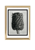 Cirsium Canum (Thistle) Flower Head