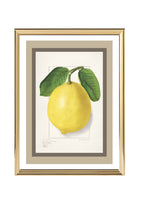 Lemon Citrus