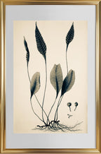 Ceterach Pedunculata