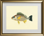 Holocentrus Argenteus
