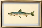 The Rangeley Trout (Adult Male) Salvelinus-Oquassa