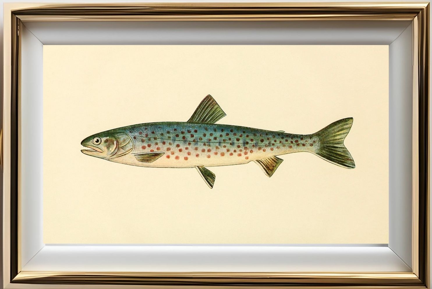 The Rangeley Trout (Adult Male) Salvelinus-Oquassa