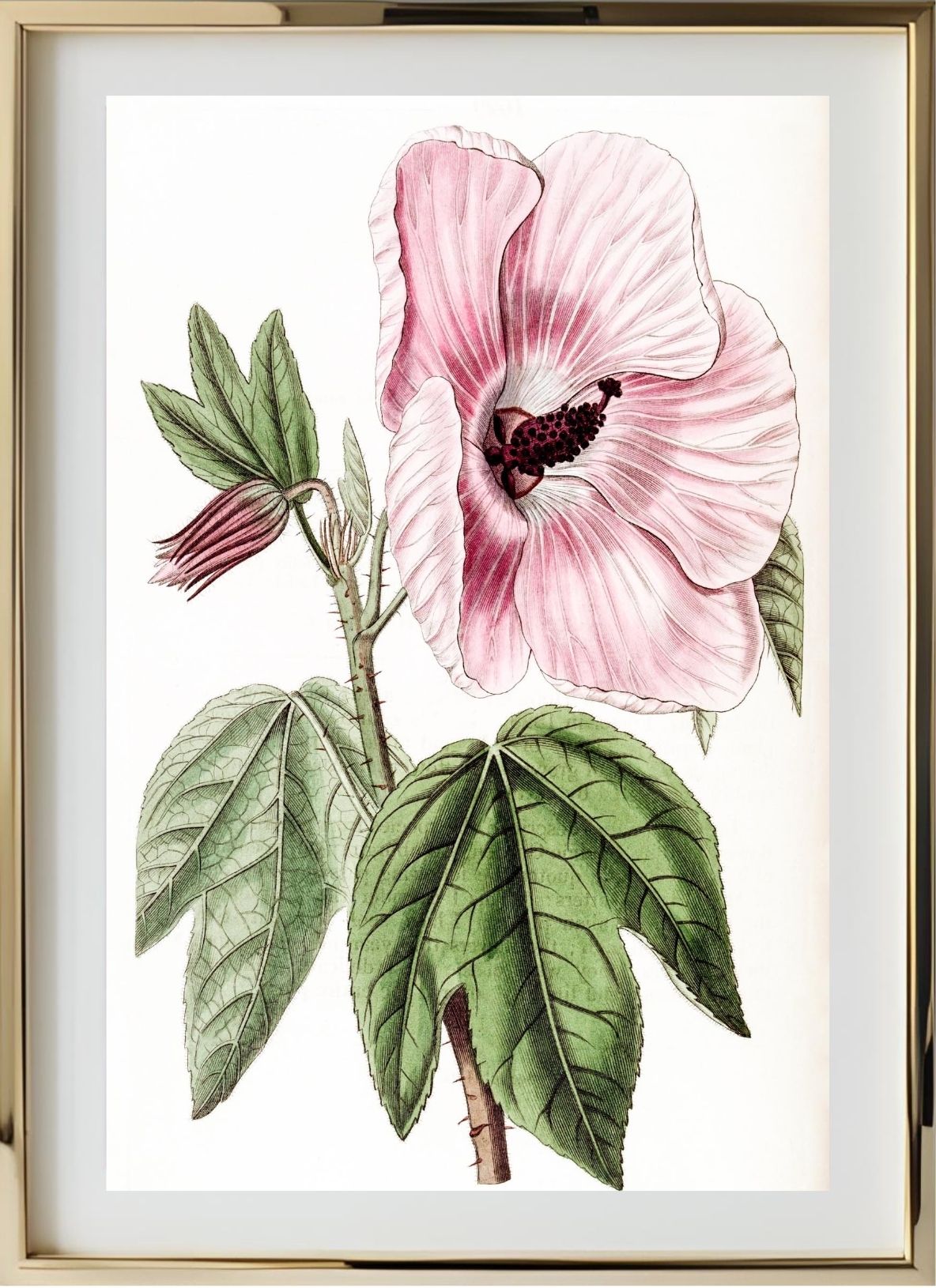 Splendid Hibiscus